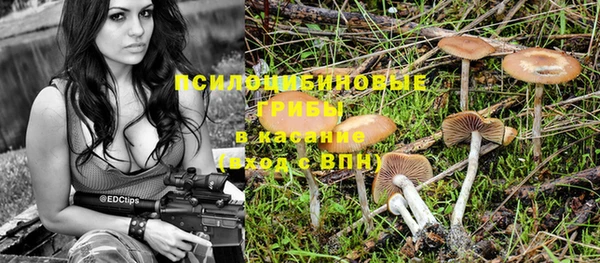 прущие грибы Медвежьегорск